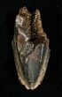 Large Hadrosaur Tooth In Nice Shape #5702-1